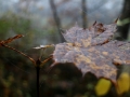 Inese Boša - Rudens tīklos