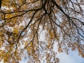 Pēteris Sproģis - Rudens lapotne