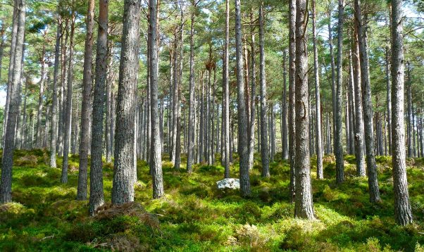 Latvijas Valsts Mezi Par Izcili Veiktiem Meza Darbiem Turpmak
